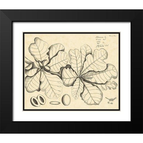Vintage Leaf Study I Black Modern Wood Framed Art Print with Double Matting by Von Drakenstein, H.