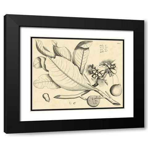 Vintage Leaf Study II Black Modern Wood Framed Art Print with Double Matting by Von Drakenstein, H.