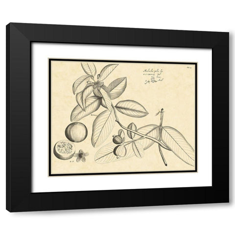 Vintage Leaf Study III Black Modern Wood Framed Art Print with Double Matting by Von Drakenstein, H.