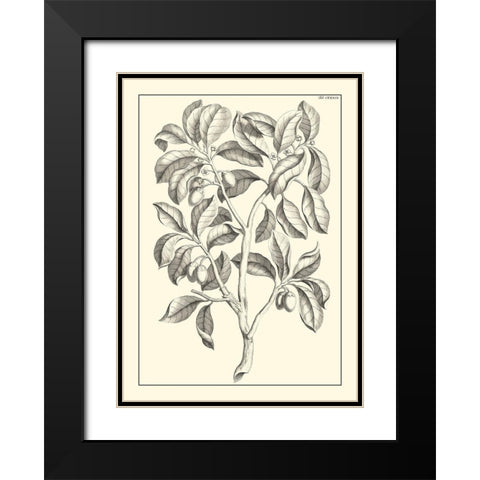 Non-Embellished Antique Foliage I Black Modern Wood Framed Art Print with Double Matting by Buchoz, Pierre Josep