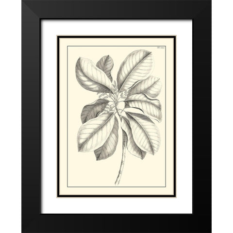 Non-Embellished Antique Foliage II Black Modern Wood Framed Art Print with Double Matting by Buchoz, Pierre Josep