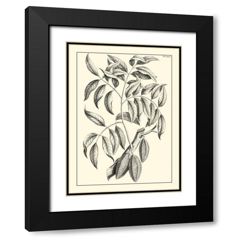 Non-Embellished Antique Foliage III Black Modern Wood Framed Art Print with Double Matting by Buchoz, Pierre Josep