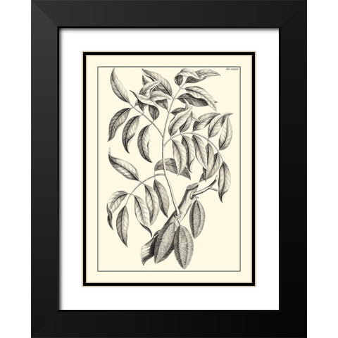 Non-Embellished Antique Foliage III Black Modern Wood Framed Art Print with Double Matting by Buchoz, Pierre Josep