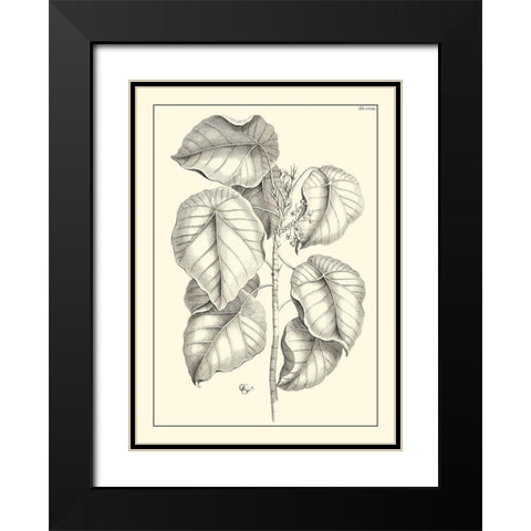 Non-Embellished Antique Foliage IV Black Modern Wood Framed Art Print with Double Matting by Buchoz, Pierre Josep