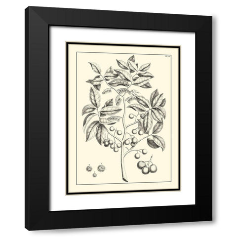 Non-Embellished Antique Foliage VI Black Modern Wood Framed Art Print with Double Matting by Buchoz, Pierre Josep