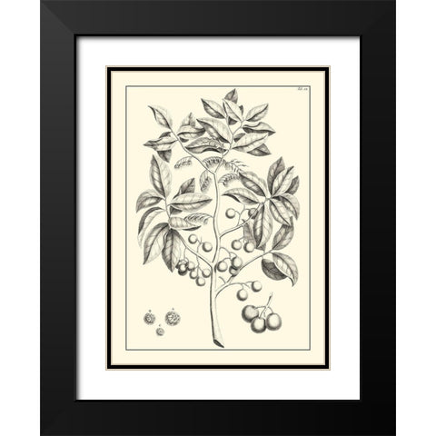 Non-Embellished Antique Foliage VI Black Modern Wood Framed Art Print with Double Matting by Buchoz, Pierre Josep