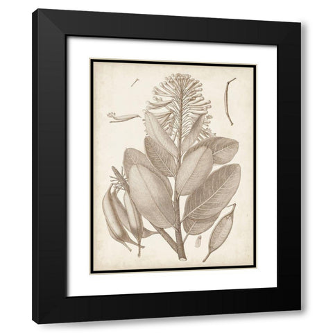 Sepia Exotic Plants I Black Modern Wood Framed Art Print with Double Matting by Vision Studio