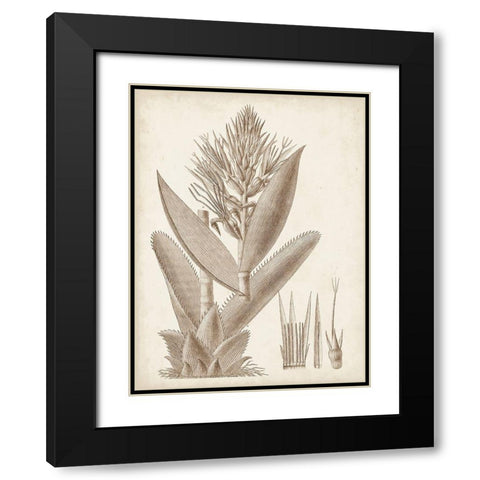 Sepia Exotic Plants II Black Modern Wood Framed Art Print with Double Matting by Vision Studio