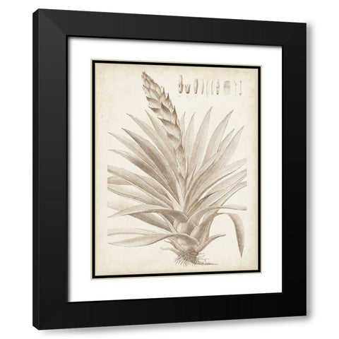 Sepia Exotic Plants III Black Modern Wood Framed Art Print with Double Matting by Vision Studio