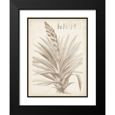 Sepia Exotic Plants III Black Modern Wood Framed Art Print with Double Matting by Vision Studio