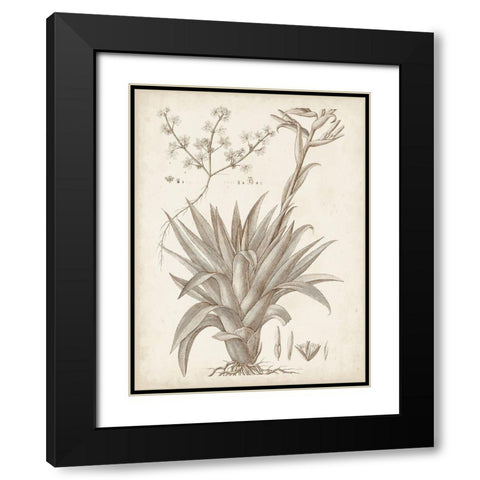 Sepia Exotic Plants IV Black Modern Wood Framed Art Print with Double Matting by Vision Studio