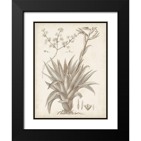 Sepia Exotic Plants IV Black Modern Wood Framed Art Print with Double Matting by Vision Studio