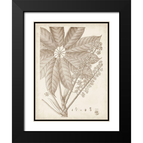 Sepia Exotic Plants V Black Modern Wood Framed Art Print with Double Matting by Vision Studio