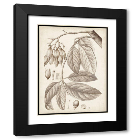 Sepia Exotic Plants VI Black Modern Wood Framed Art Print with Double Matting by Vision Studio