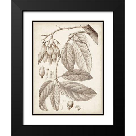 Sepia Exotic Plants VI Black Modern Wood Framed Art Print with Double Matting by Vision Studio