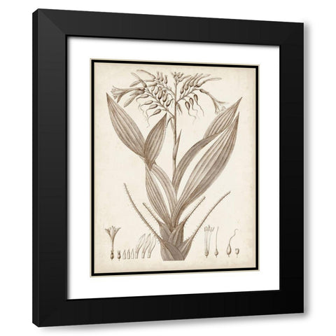 Sepia Exotic Plants VII Black Modern Wood Framed Art Print with Double Matting by Vision Studio