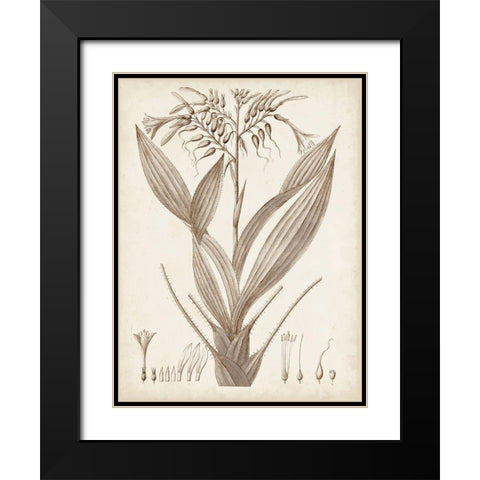 Sepia Exotic Plants VII Black Modern Wood Framed Art Print with Double Matting by Vision Studio