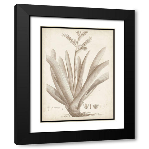 Sepia Exotic Plants VIII Black Modern Wood Framed Art Print with Double Matting by Vision Studio