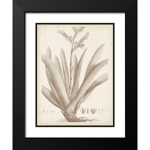 Sepia Exotic Plants VIII Black Modern Wood Framed Art Print with Double Matting by Vision Studio