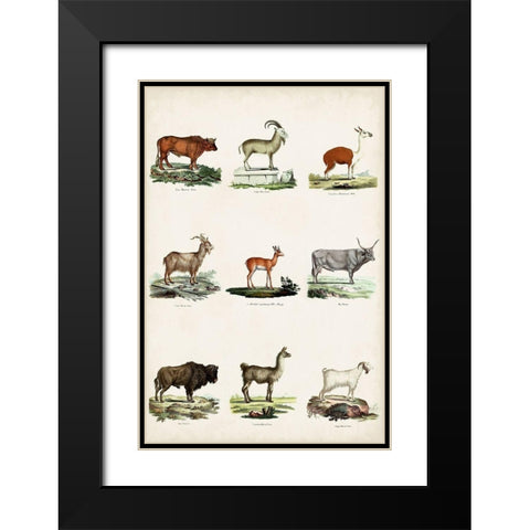 Antique Animal Chart I Black Modern Wood Framed Art Print with Double Matting by Vision Studio