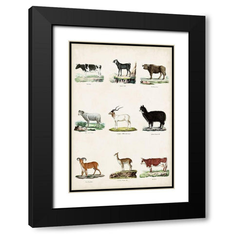 Antique Animal Chart II Black Modern Wood Framed Art Print with Double Matting by Vision Studio