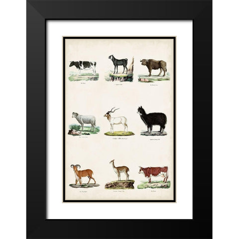 Antique Animal Chart II Black Modern Wood Framed Art Print with Double Matting by Vision Studio