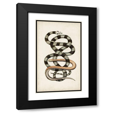 Antique Snakes I Black Modern Wood Framed Art Print with Double Matting by Vision Studio