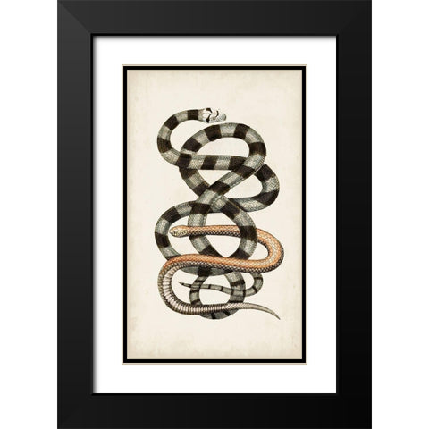 Antique Snakes I Black Modern Wood Framed Art Print with Double Matting by Vision Studio