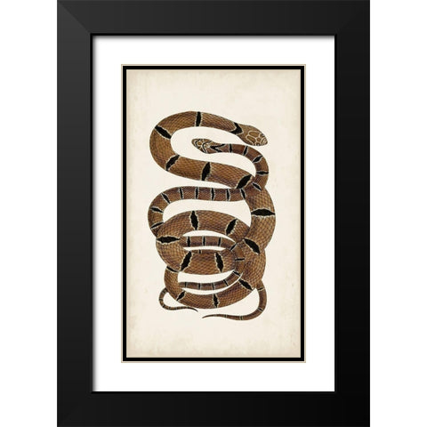 Antique Snakes III Black Modern Wood Framed Art Print with Double Matting by Vision Studio