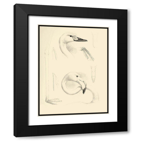 Waterbird Sketchbook II Black Modern Wood Framed Art Print with Double Matting by Vision Studio