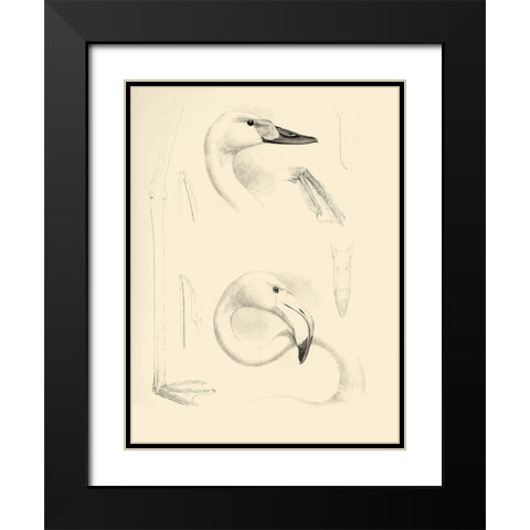 Waterbird Sketchbook II Black Modern Wood Framed Art Print with Double Matting by Vision Studio