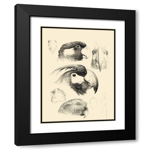 Waterbird Sketchbook III Black Modern Wood Framed Art Print with Double Matting by Vision Studio