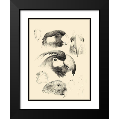 Waterbird Sketchbook III Black Modern Wood Framed Art Print with Double Matting by Vision Studio