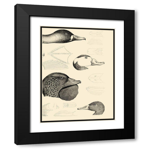 Waterbird Sketchbook IV Black Modern Wood Framed Art Print with Double Matting by Vision Studio