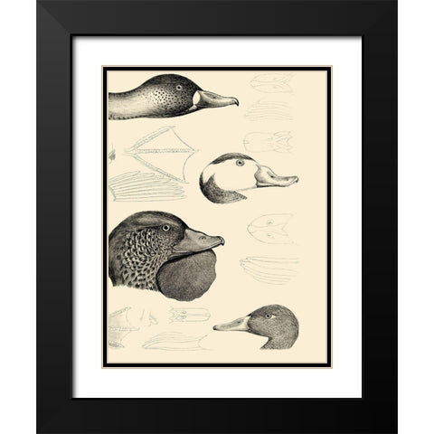 Waterbird Sketchbook IV Black Modern Wood Framed Art Print with Double Matting by Vision Studio