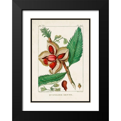 Turpin Foliage and Fruit II Black Modern Wood Framed Art Print with Double Matting by Turpin