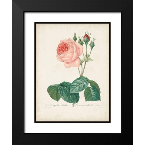 Vintage Redoute Roses I Black Modern Wood Framed Art Print with Double Matting by Redoute, Pierre