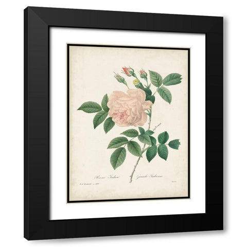 Vintage Redoute Roses II Black Modern Wood Framed Art Print with Double Matting by Redoute, Pierre
