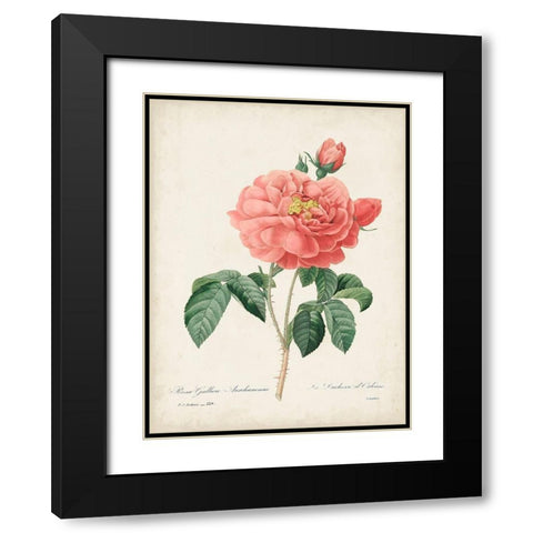 Vintage Redoute Roses III Black Modern Wood Framed Art Print with Double Matting by Redoute, Pierre