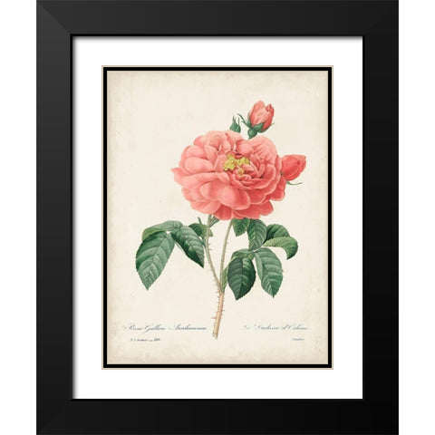 Vintage Redoute Roses III Black Modern Wood Framed Art Print with Double Matting by Redoute, Pierre