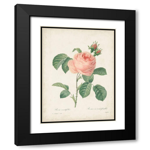 Vintage Redoute Roses IV Black Modern Wood Framed Art Print with Double Matting by Redoute, Pierre