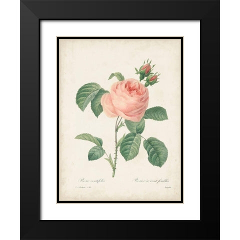 Vintage Redoute Roses IV Black Modern Wood Framed Art Print with Double Matting by Redoute, Pierre