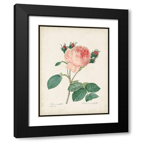 Vintage Redoute Roses V Black Modern Wood Framed Art Print with Double Matting by Redoute, Pierre