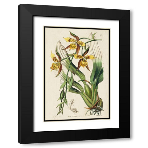 Small Spring Orchid I Black Modern Wood Framed Art Print with Double Matting by Ridgeway