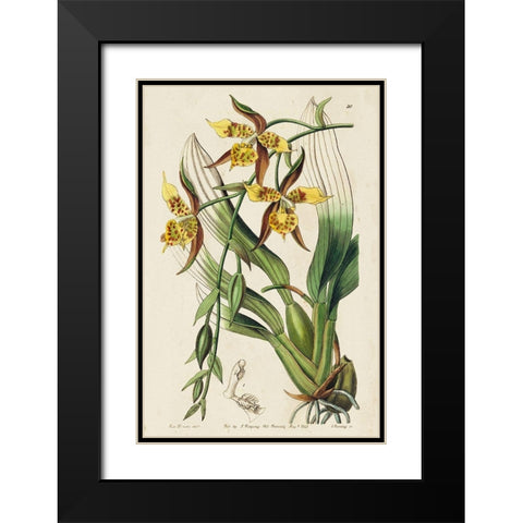 Small Spring Orchid I Black Modern Wood Framed Art Print with Double Matting by Ridgeway
