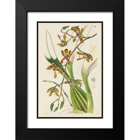 Small Spring Orchid II Black Modern Wood Framed Art Print with Double Matting by Ridgeway