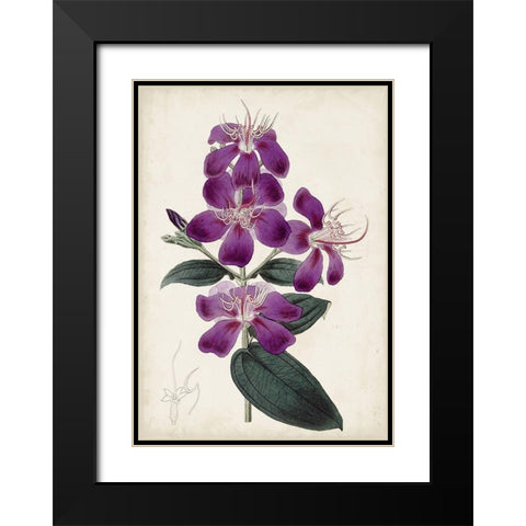 Garden Gems IV Black Modern Wood Framed Art Print with Double Matting by Curtis