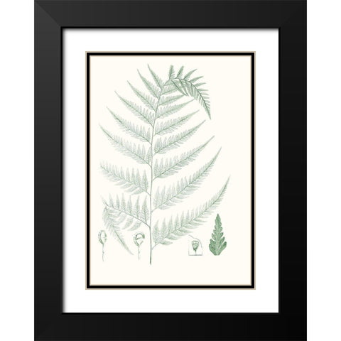 Verdure Ferns III Black Modern Wood Framed Art Print with Double Matting by Vision Studio