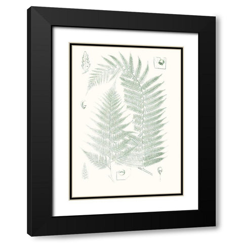 Verdure Ferns IV Black Modern Wood Framed Art Print with Double Matting by Vision Studio