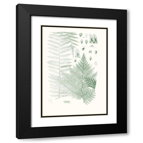 Verdure Ferns V Black Modern Wood Framed Art Print with Double Matting by Vision Studio